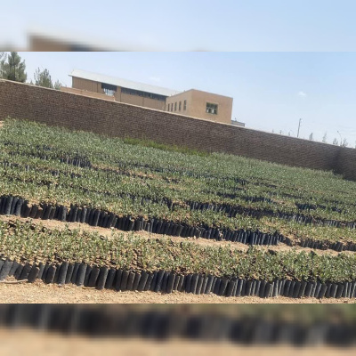 توسعه زنجیره ارزش پسته در راستای مأموریت دانشگاه دامغان